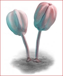 Officially named Siphusauctum gregarium, fossils reveal a tulip-shaped creature that is about the length of a paperback novel (>20 cm) and with a unique feeder system. 